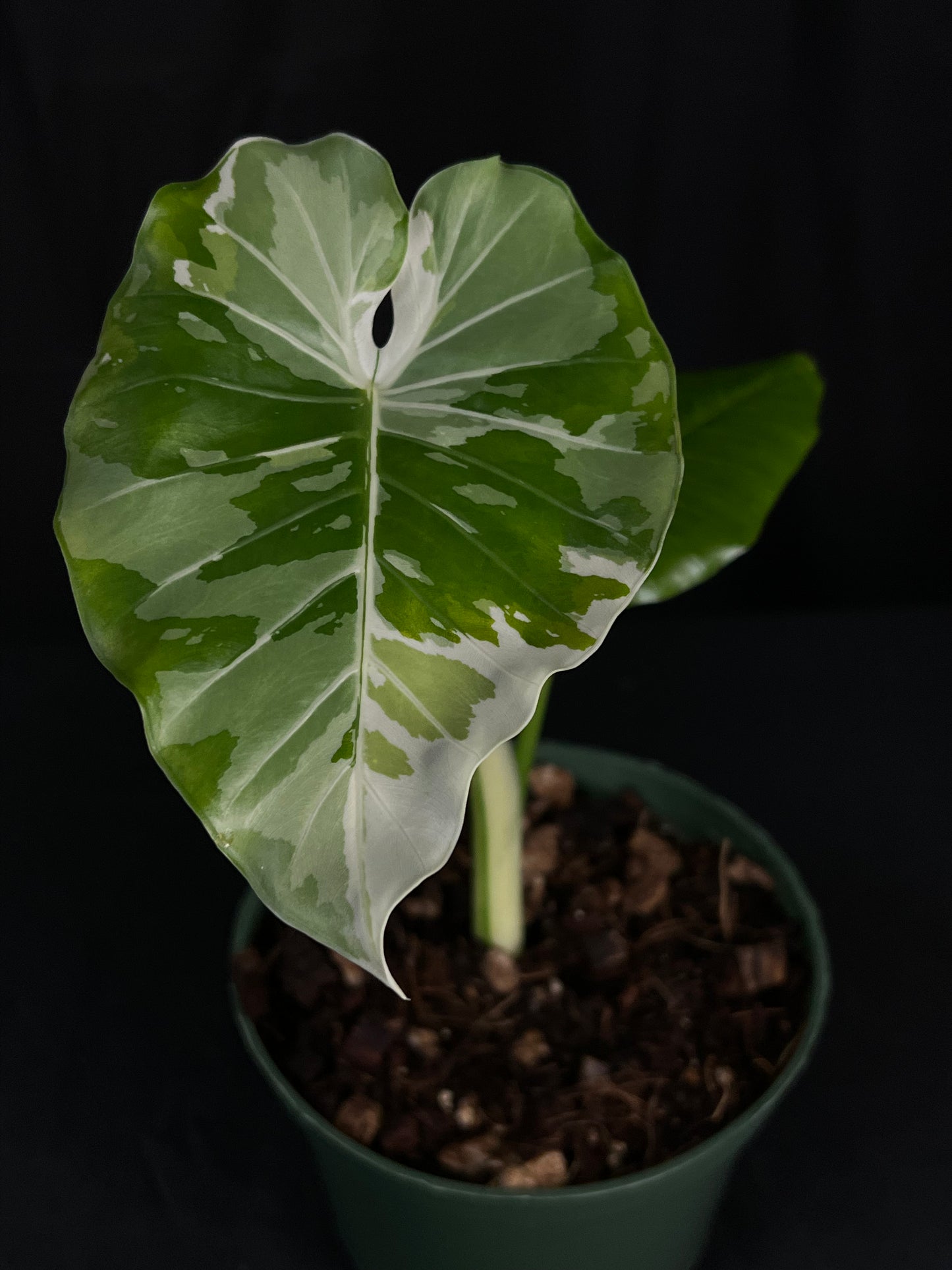 Alocasia Okinawa Silver