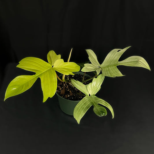 Philodendron Florida Ghost