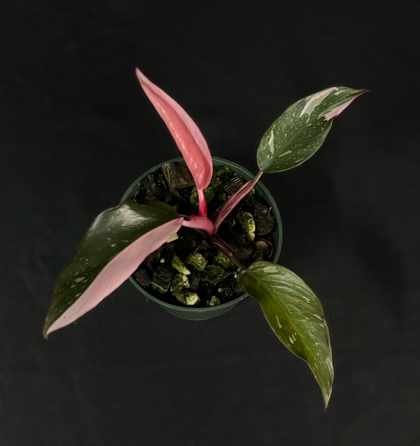 Philodendron Pink Princess