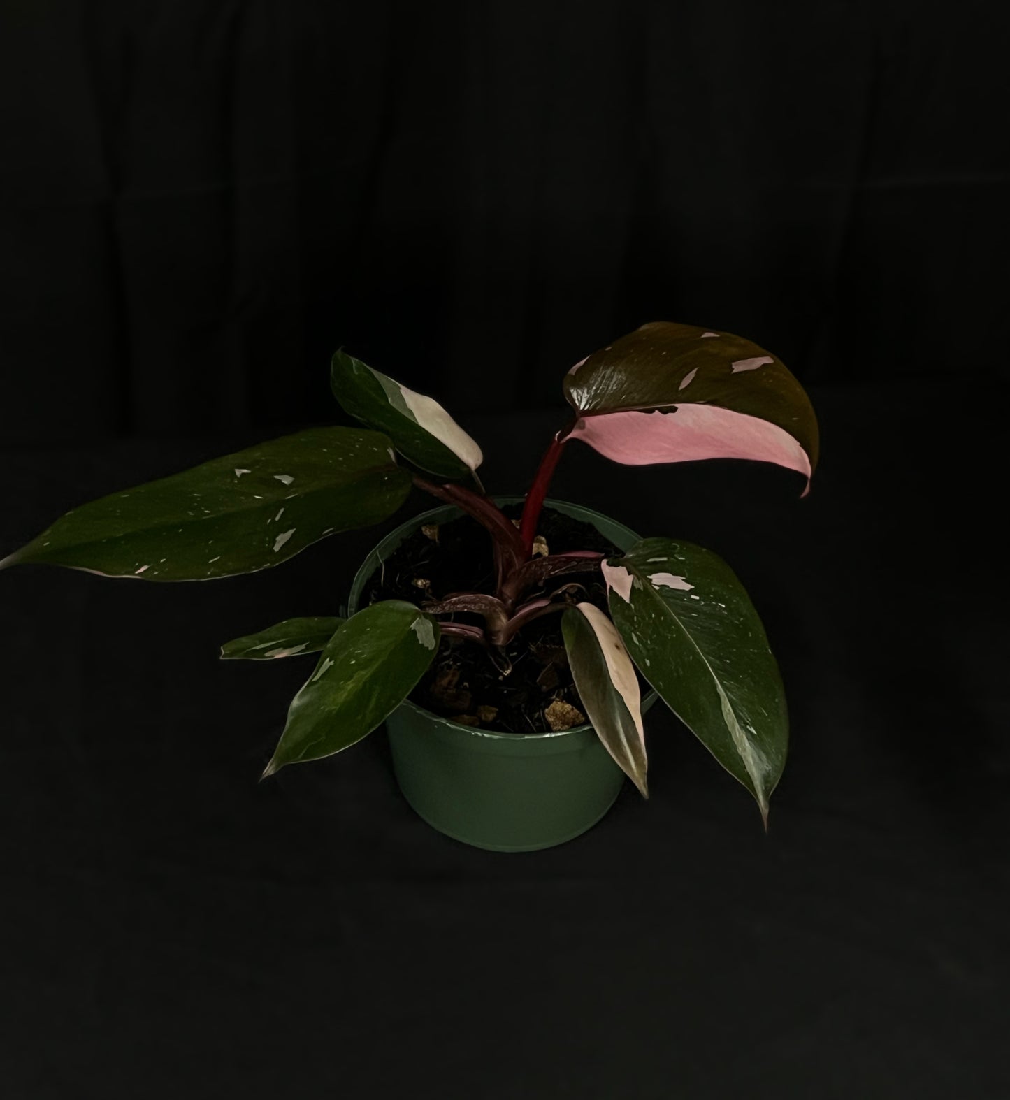 Philodendron Pink Princess