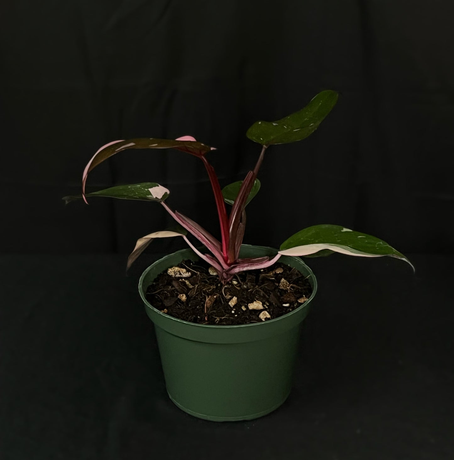 Philodendron Pink Princess