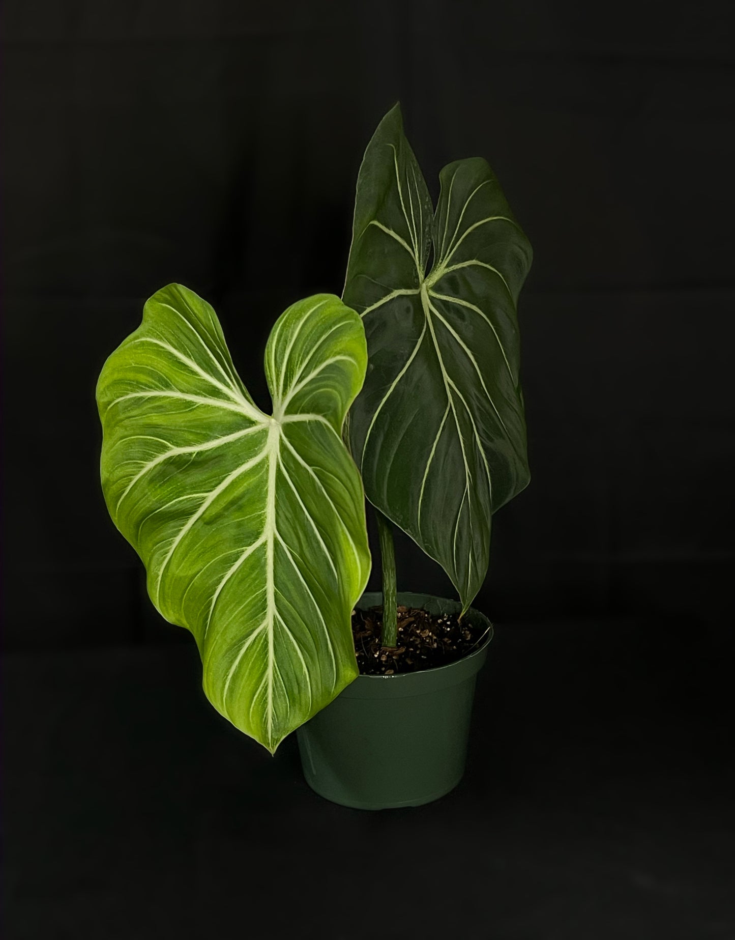 Philodendron Gloriosum Zebra