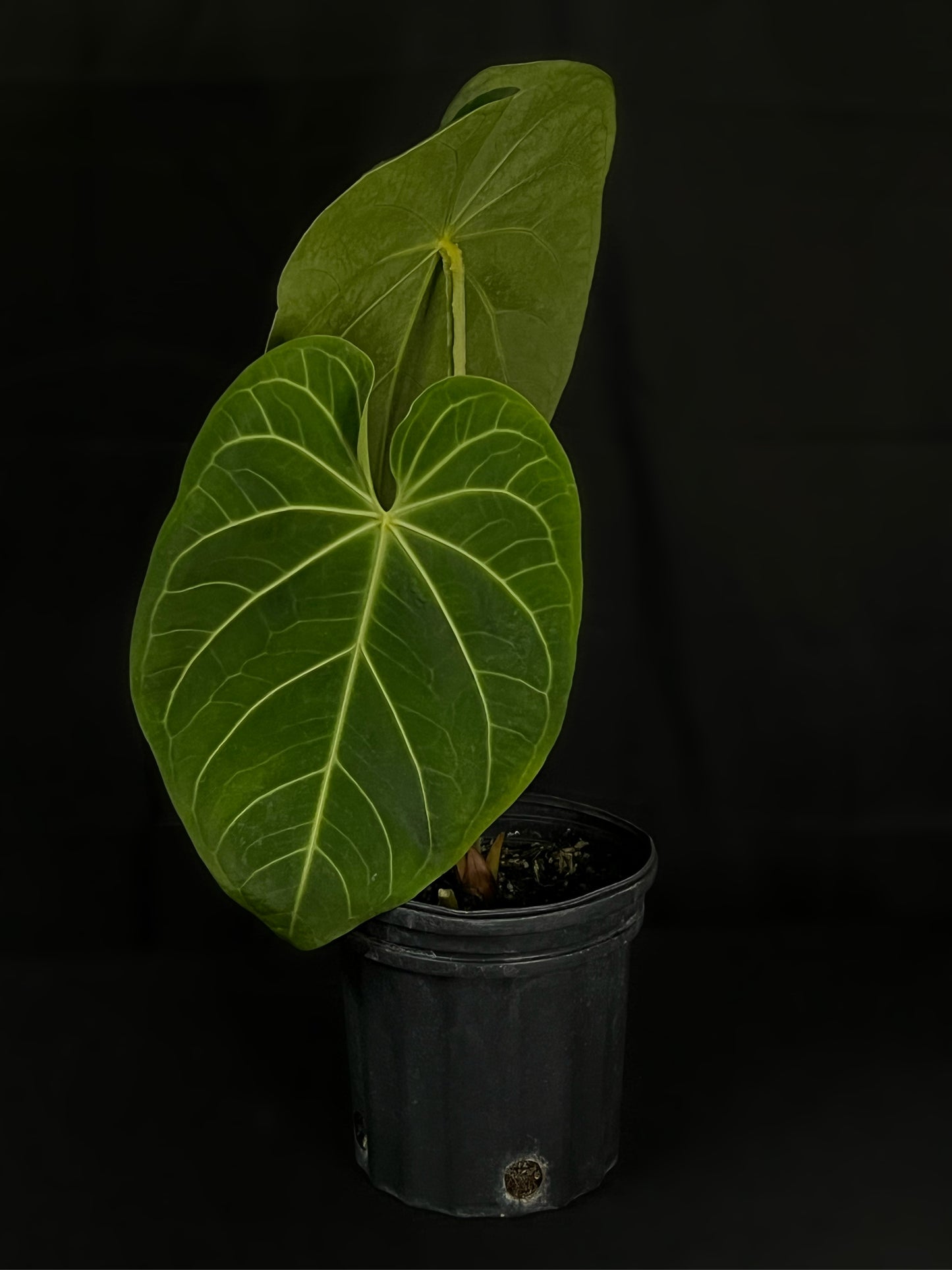 Anthurium Magnificum