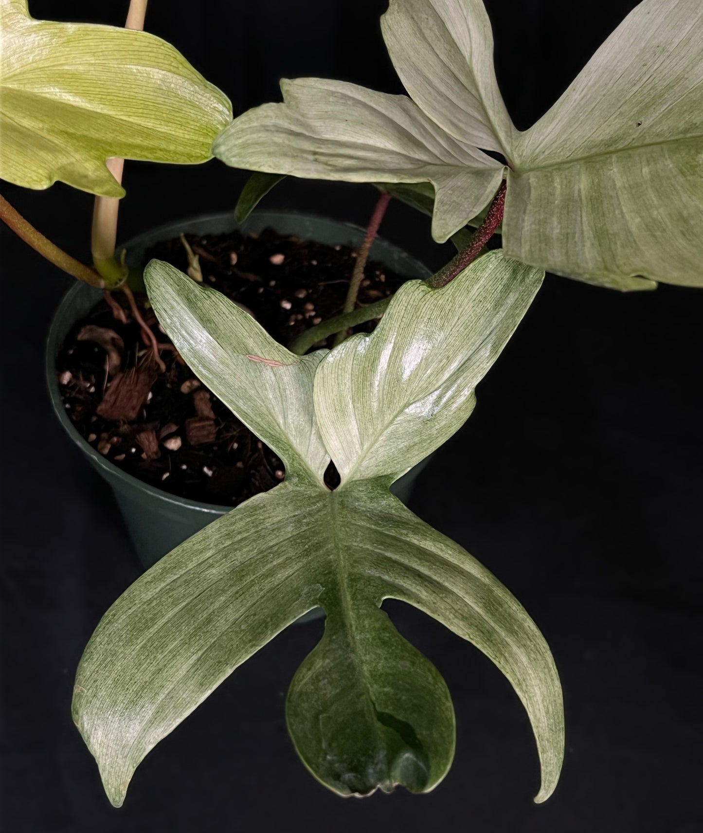 Philodendron Florida Ghost