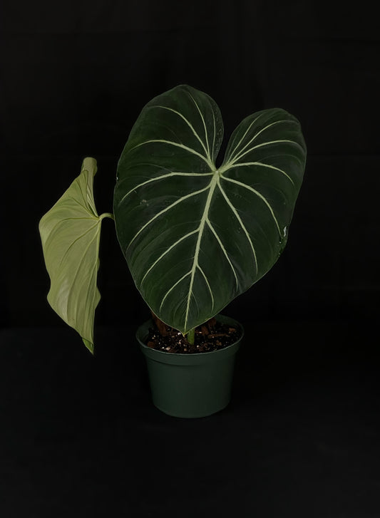 Philodendron Gloriosum Zebra