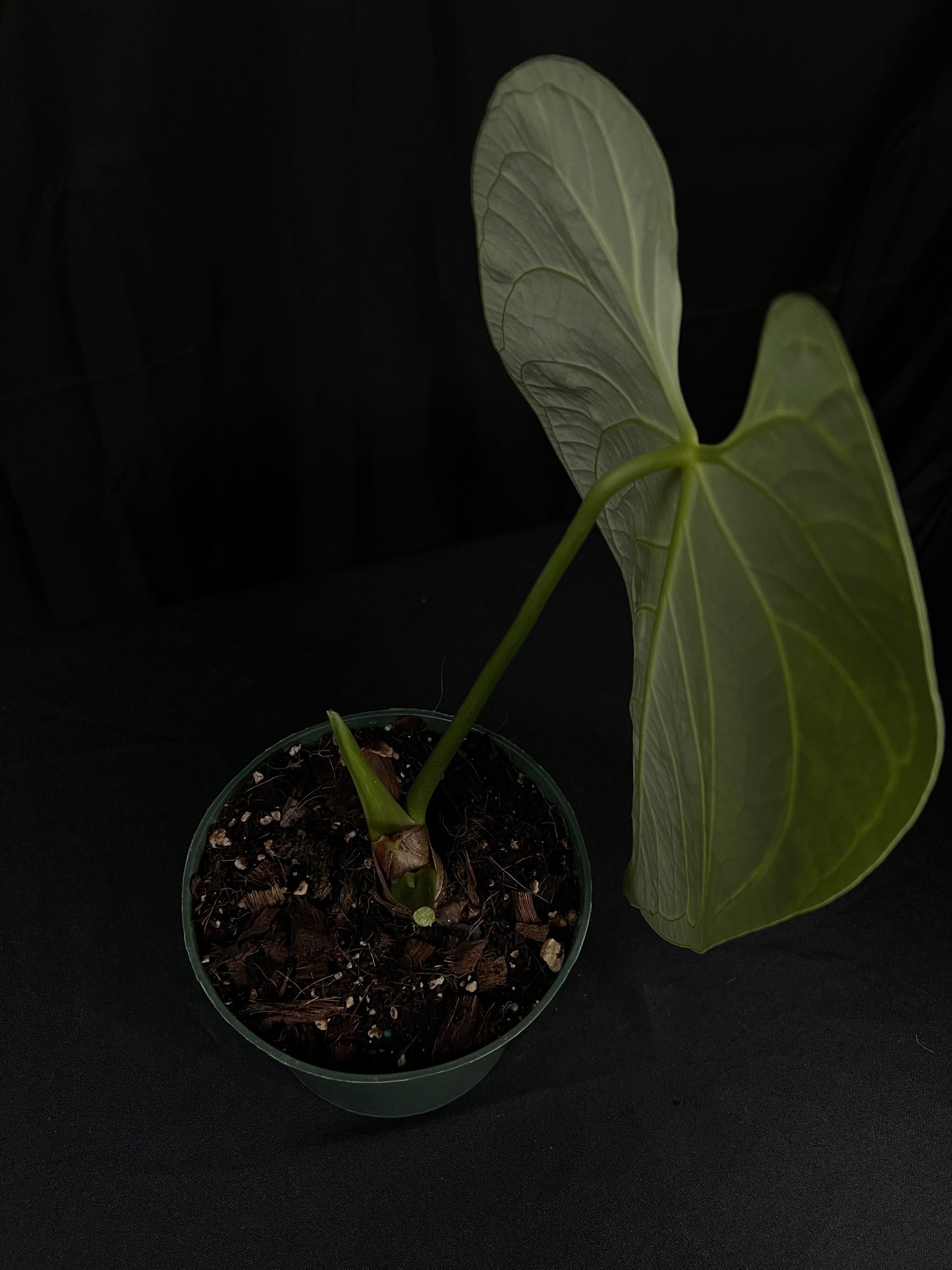 Anthurium Regale