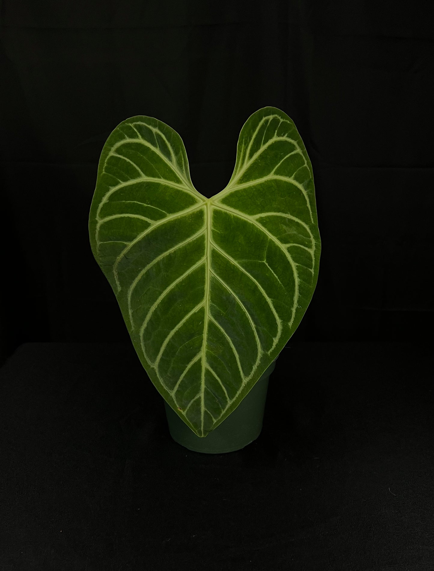 Anthurium Regale