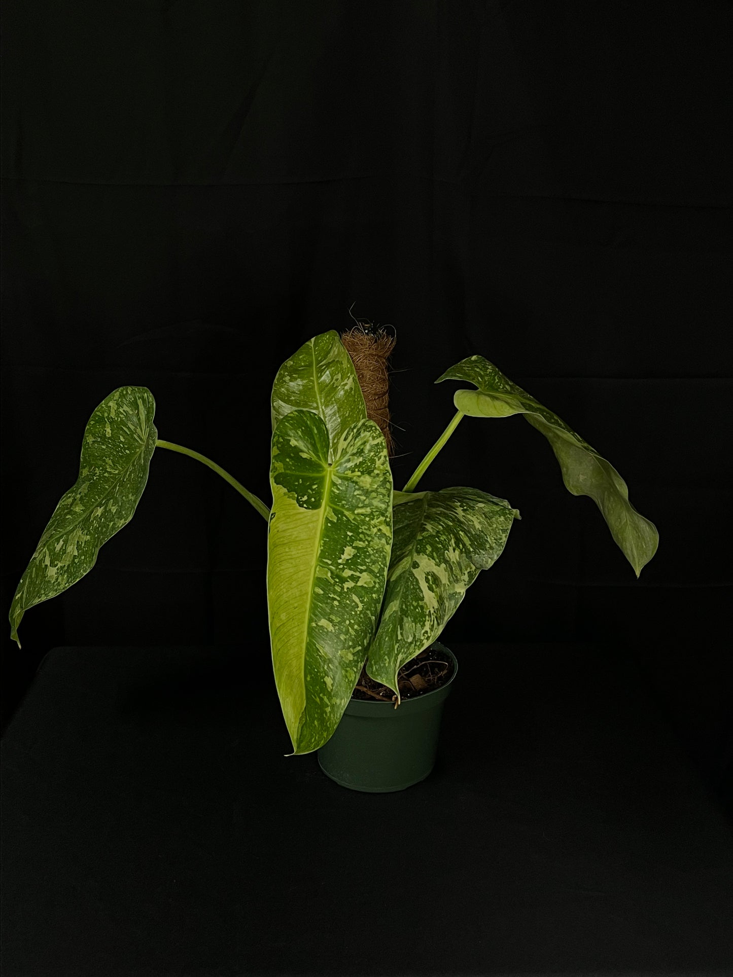 Philodendron Jose Buono