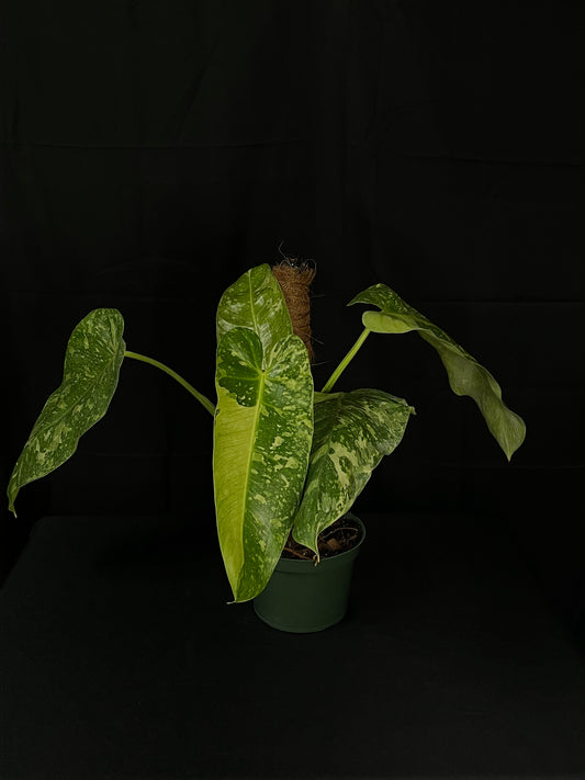 Philodendron Jose Buono