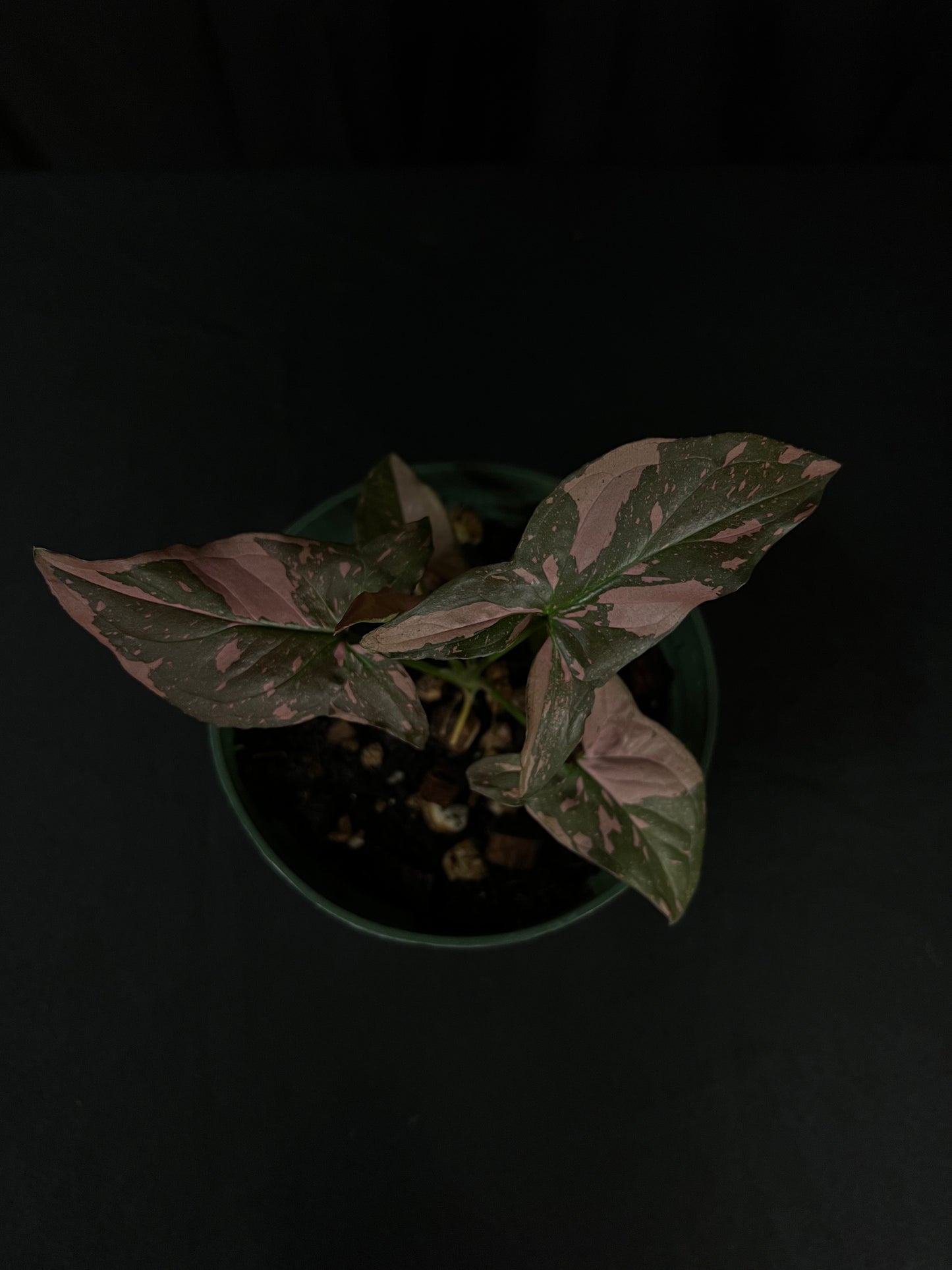 Syngonium Pink Splash