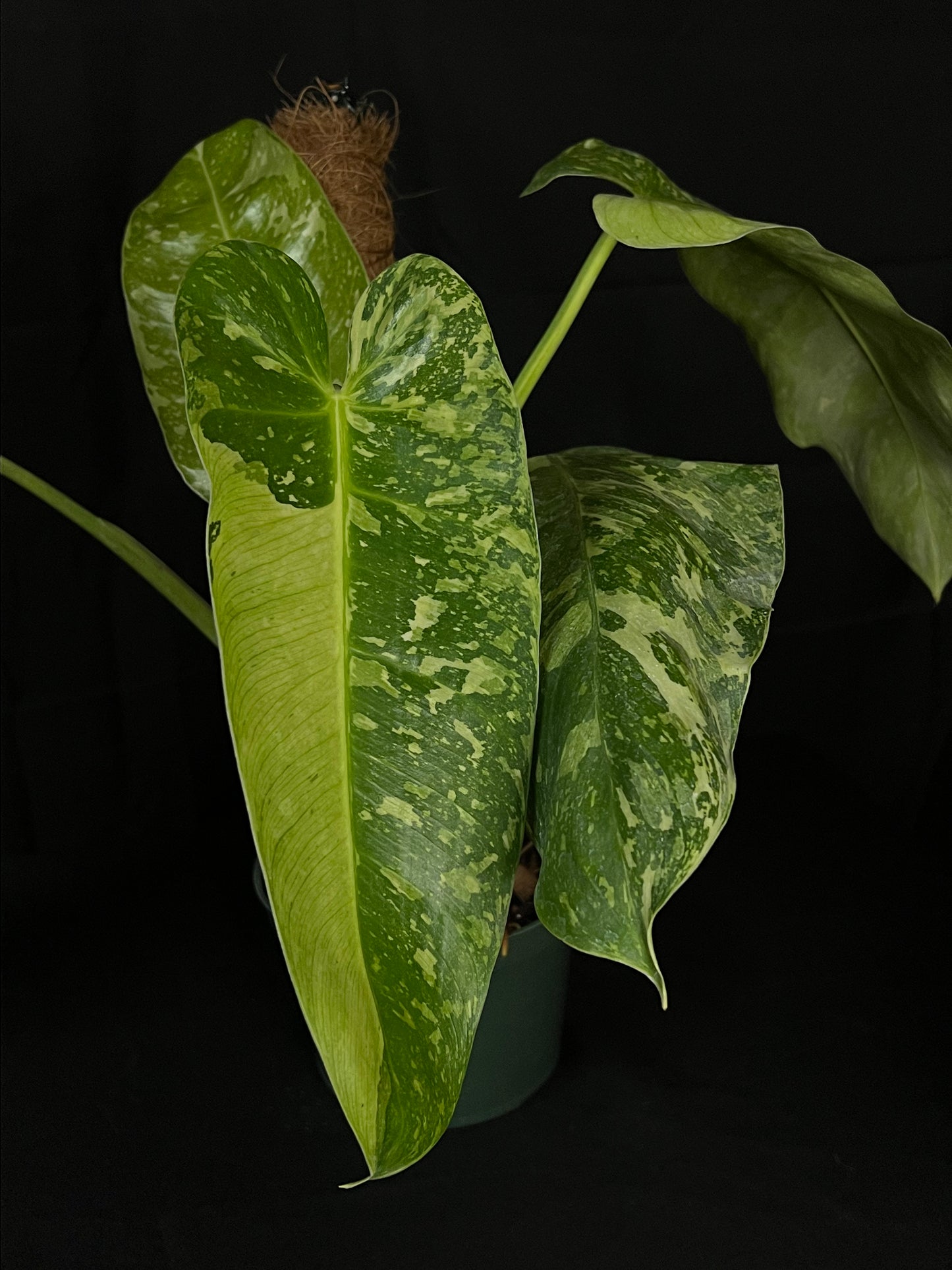 Philodendron Jose Buono