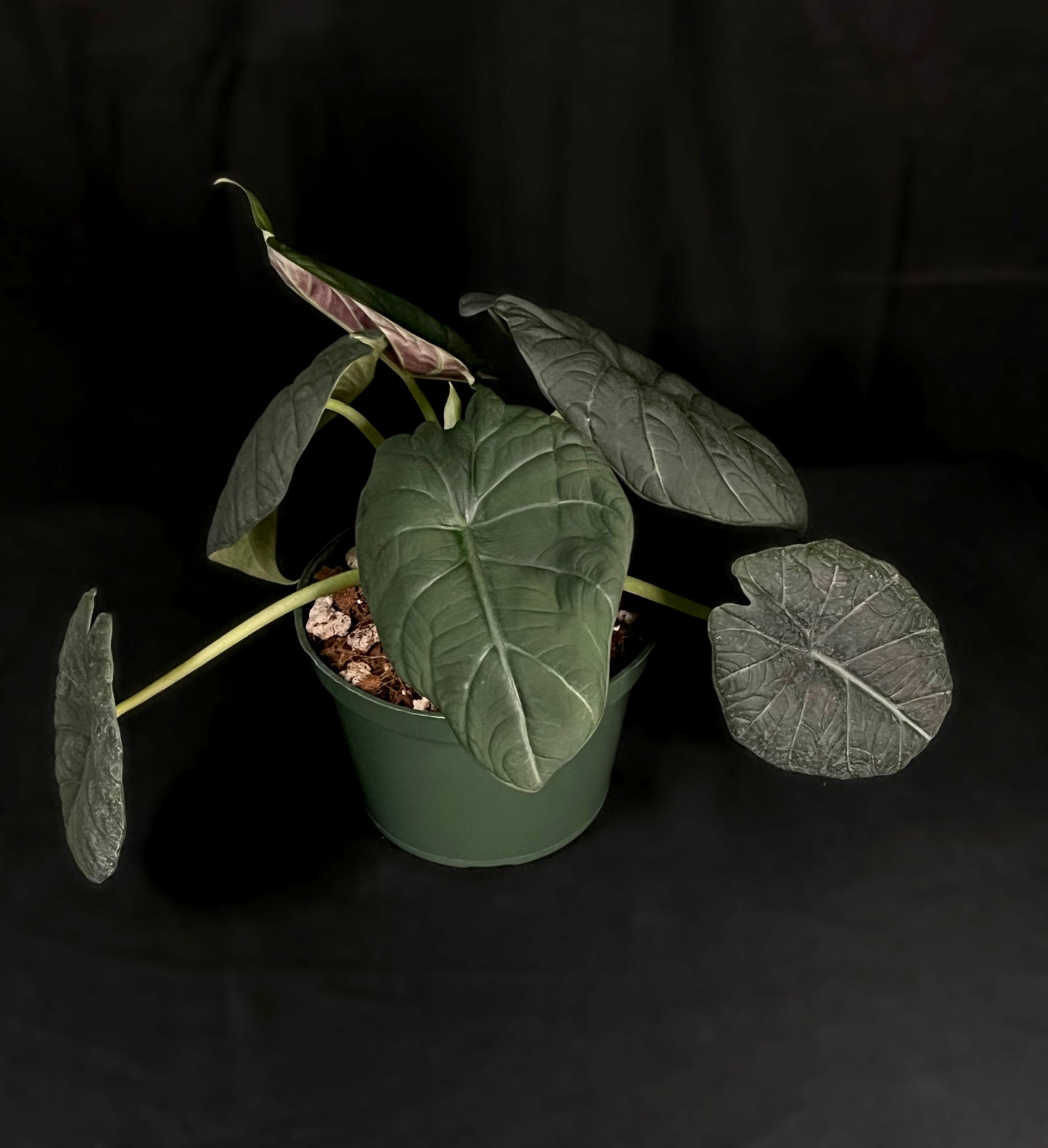 Alocasia Maharani