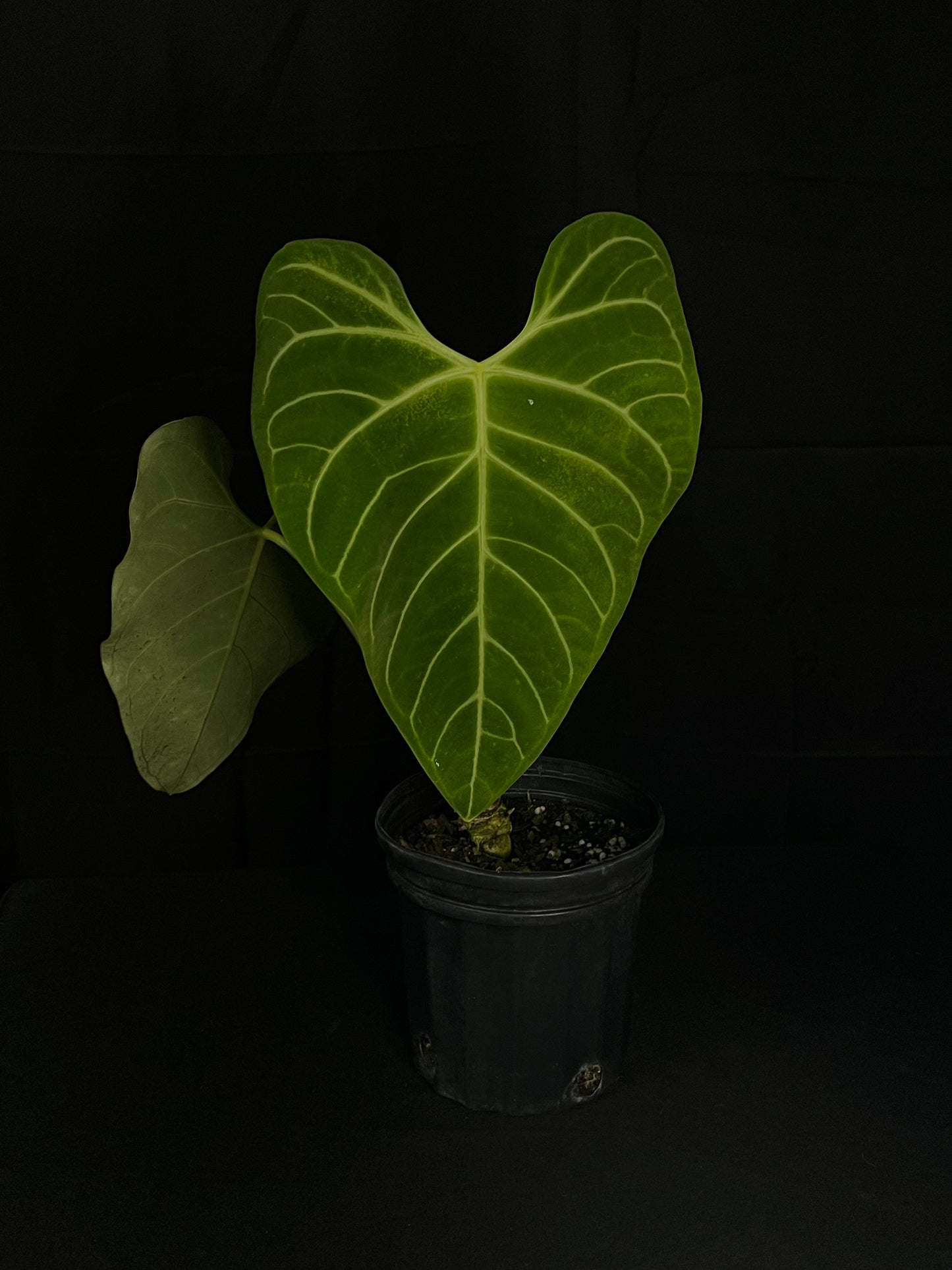 Anthurium Regale