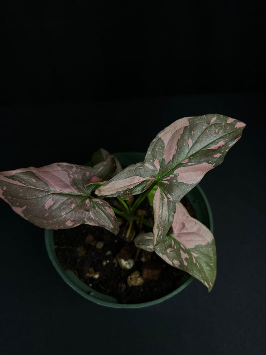 Syngonium Pink Splash