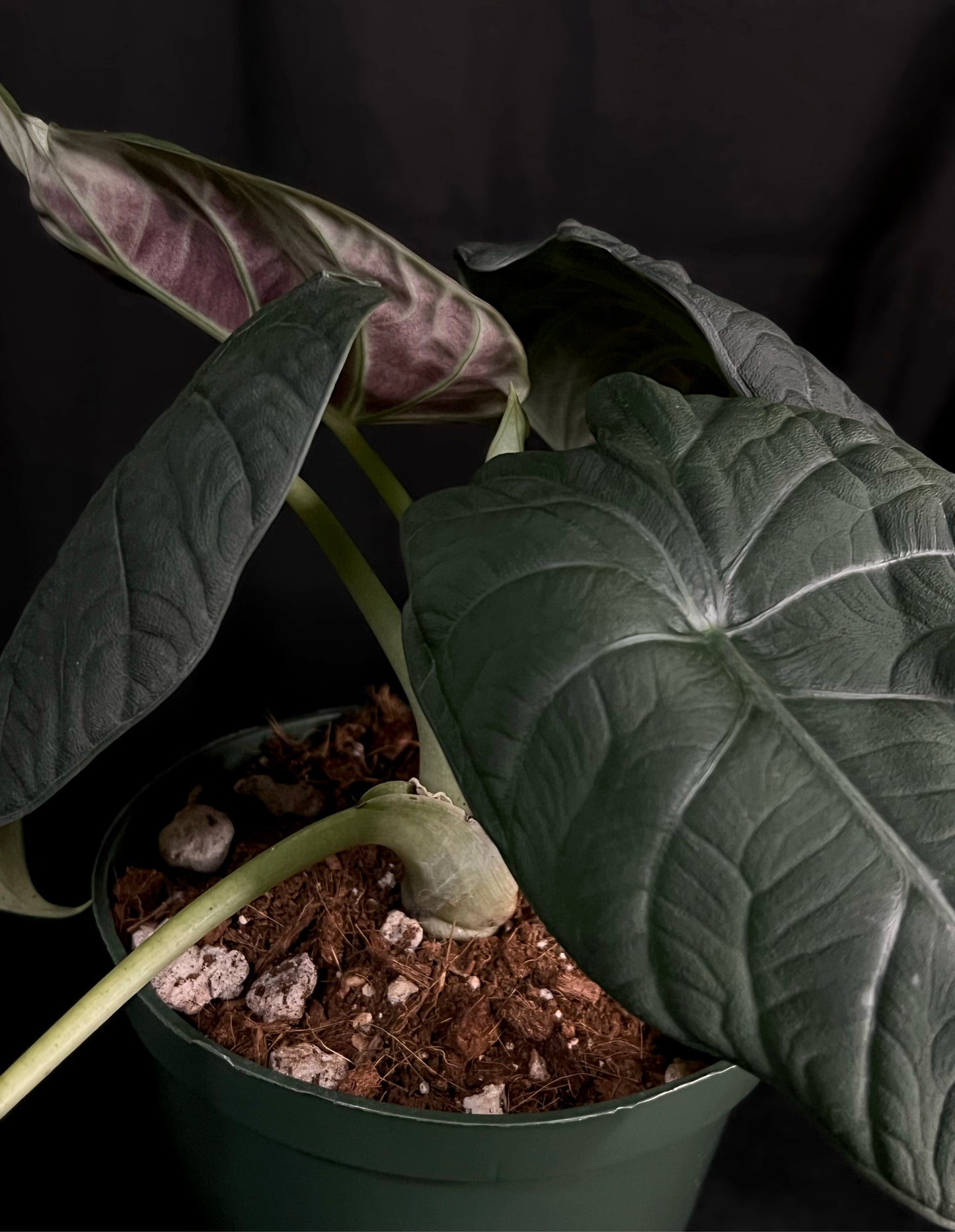 Alocasia Maharani