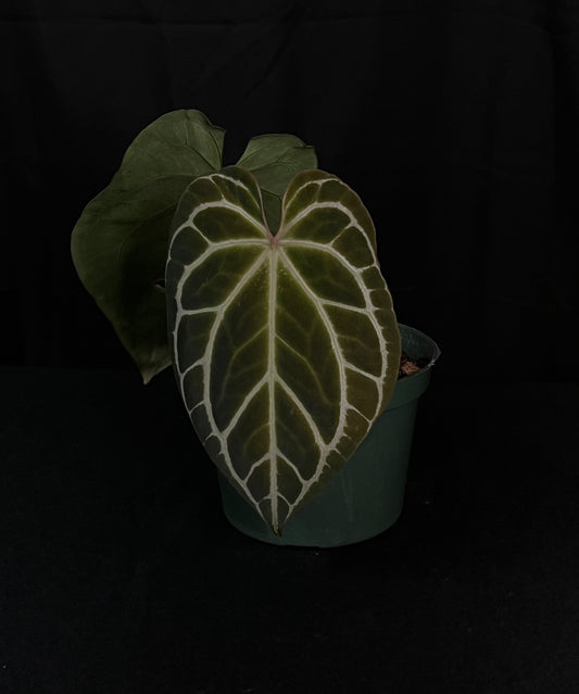 Anthurium Crystallinum